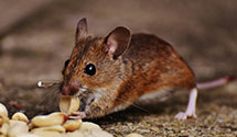 attic-and-crawl-space-pest-treatment Experts in Needmore